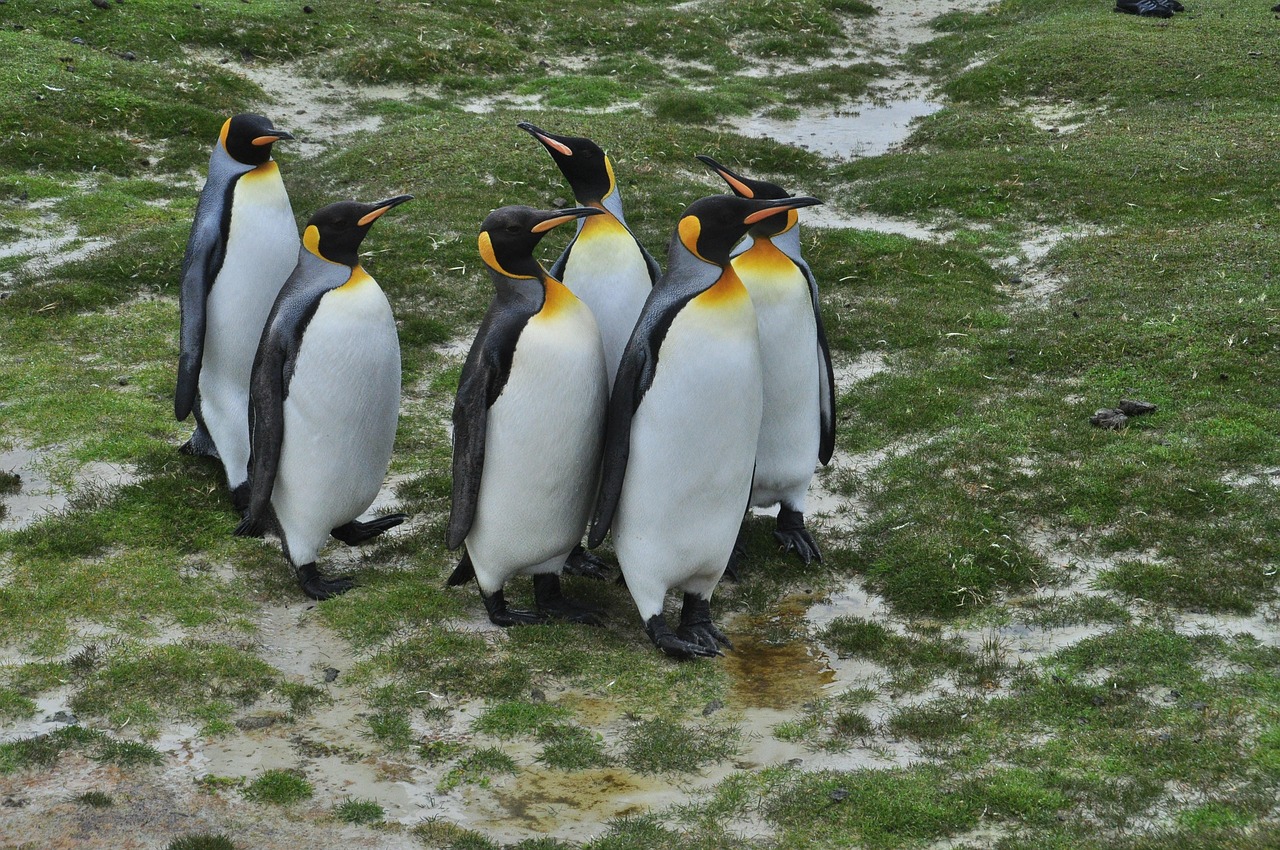 Falkland Islands