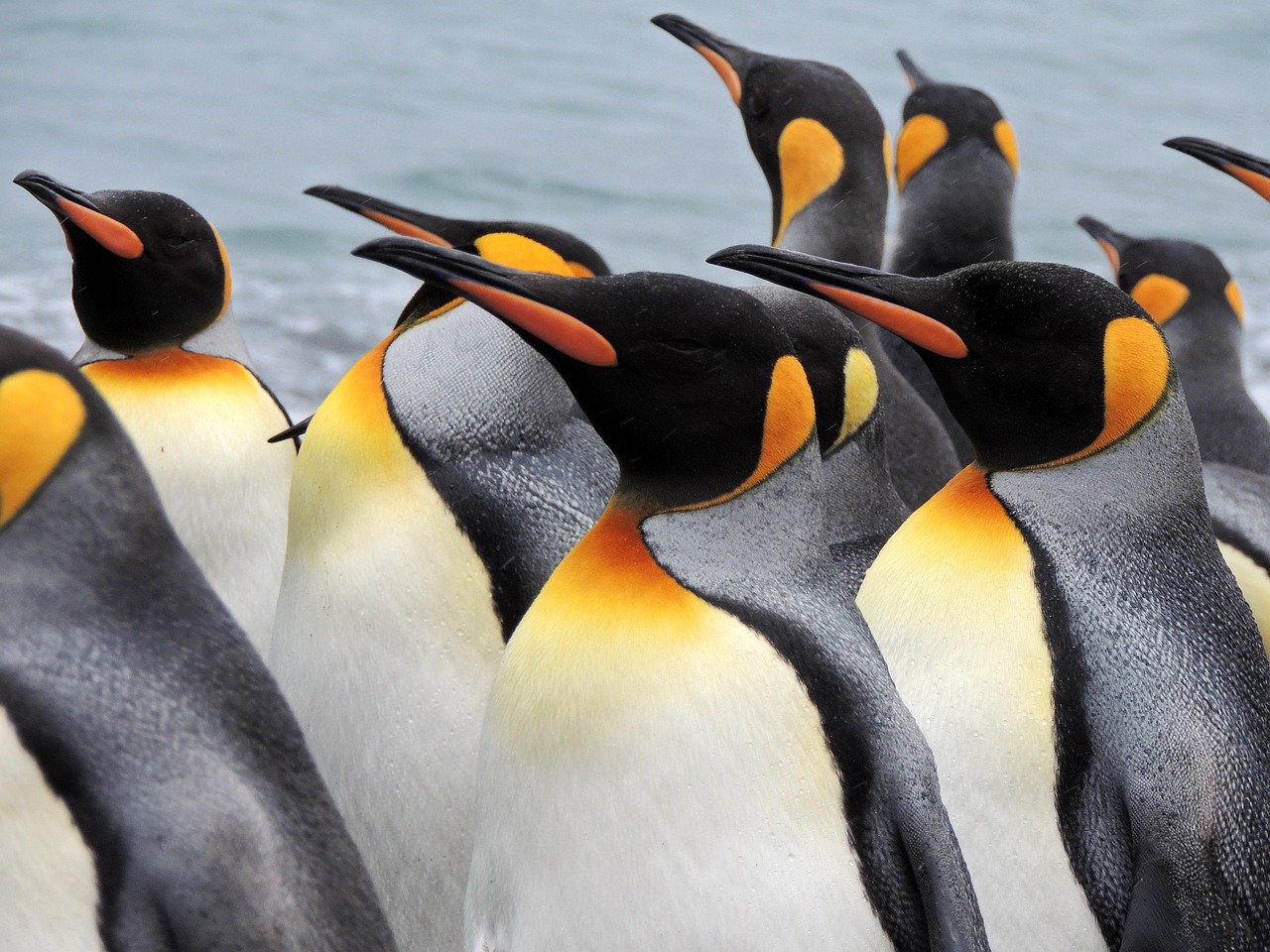 South Georgia And South Sandwich Islands